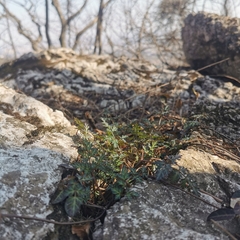 Changium smyrnioides