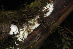 Etheirodon fimbriatum