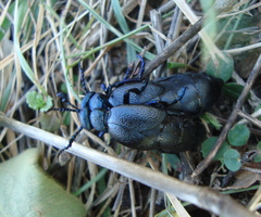 Meloe proscarabaeus