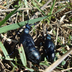 Meloe proscarabaeus