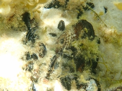 Brachidontes erosus