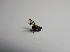 Ceroxys urticae