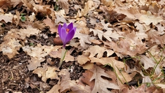 Crocus