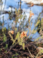 Erica tetralix
