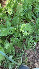 Carduus pycnocephalus