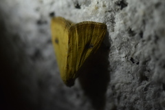 Rivula sericealis