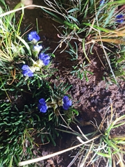 Aptosimum procumbens