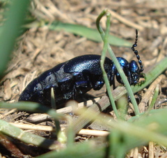 Meloe proscarabaeus