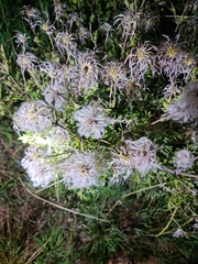Clematis villosa stanleyi