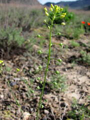Neslia paniculata thracica