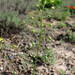 Neslia paniculata thracica - Photo (c) Aleksandr Ebel, μερικά δικαιώματα διατηρούνται (CC BY-NC), uploaded by Aleksandr Ebel
