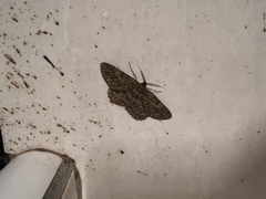 Hypomecis punctinalis conferenda