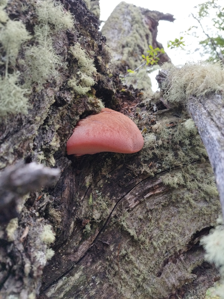 Fistulina antarctica · February 2023 · photo: © fede_munoz (iNaturalist, cc0)