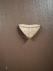 Zanclognatha subtriplex