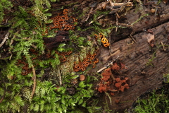 Willkommlangea reticulata