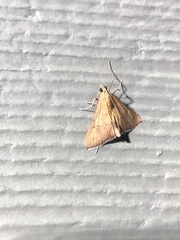 Endotricha pyrosalis