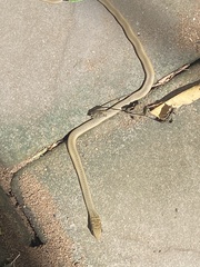 Psammophis mossambicus