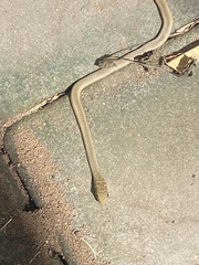 Psammophis mossambicus