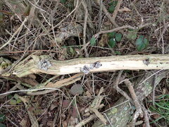 Auricularia auricula-judae