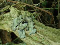Auricularia auricula-judae