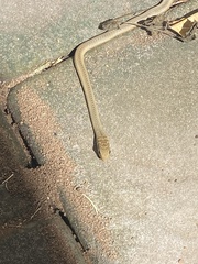 Psammophis mossambicus