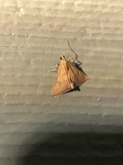 Endotricha pyrosalis