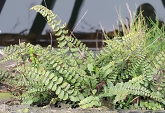 Asplenium trichomanes