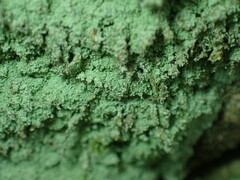 Lepraria finkii