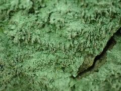 Lepraria finkii