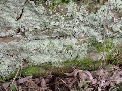 Lepraria finkii