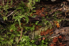 Willkommlangea reticulata