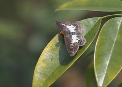 Gerosis phisara