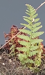 Dryopteris filix-mas