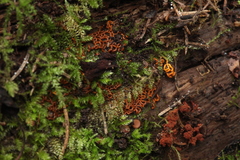 Willkommlangea reticulata