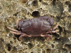 Ozius rugulosus