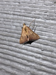 Endotricha pyrosalis