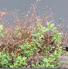 Erigeron karvinskianus
