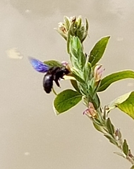Xylocopa