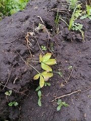 Corydalis cava marschalliana