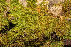 Kindbergia praelonga