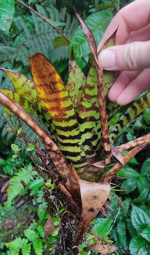 Werauhia vittata, photograph 6