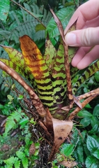 Werauhia vittata, photograph (c) Julius P, some rights reserved (CC BY)
