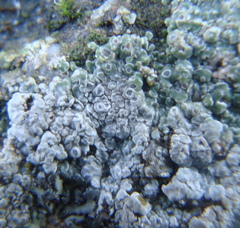 Circinaria contorta