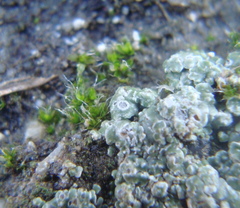 Circinaria contorta