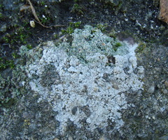 Circinaria contorta