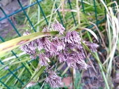 Cyperus longus