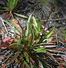 Stylidium armeria