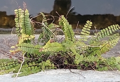 Asplenium trichomanes