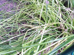 Cyperus longus