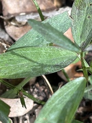 Lathyrus linifolius